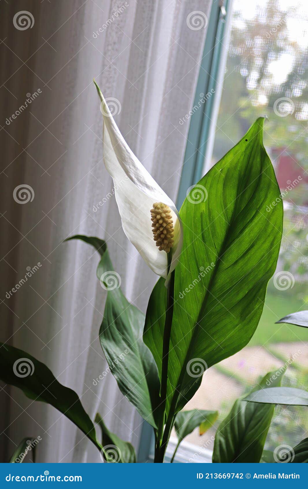 Foto Vertical De Um Lírio Branco De Paz Florir Foto de Stock - Imagem de  flores, interior: 213669742