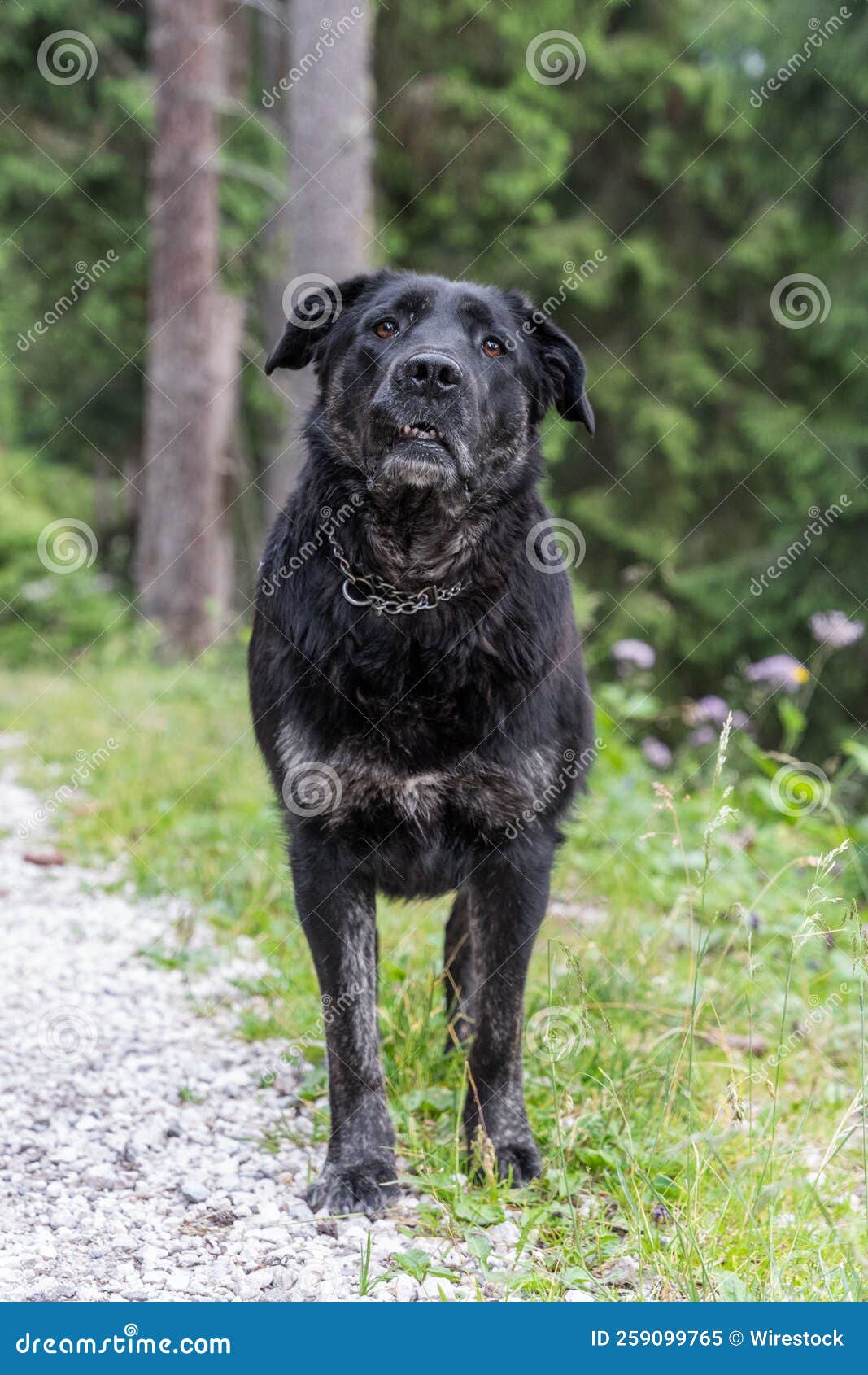 Foto Vertical De Un Perro Negro En Un Parque Imagen de archivo Imagen