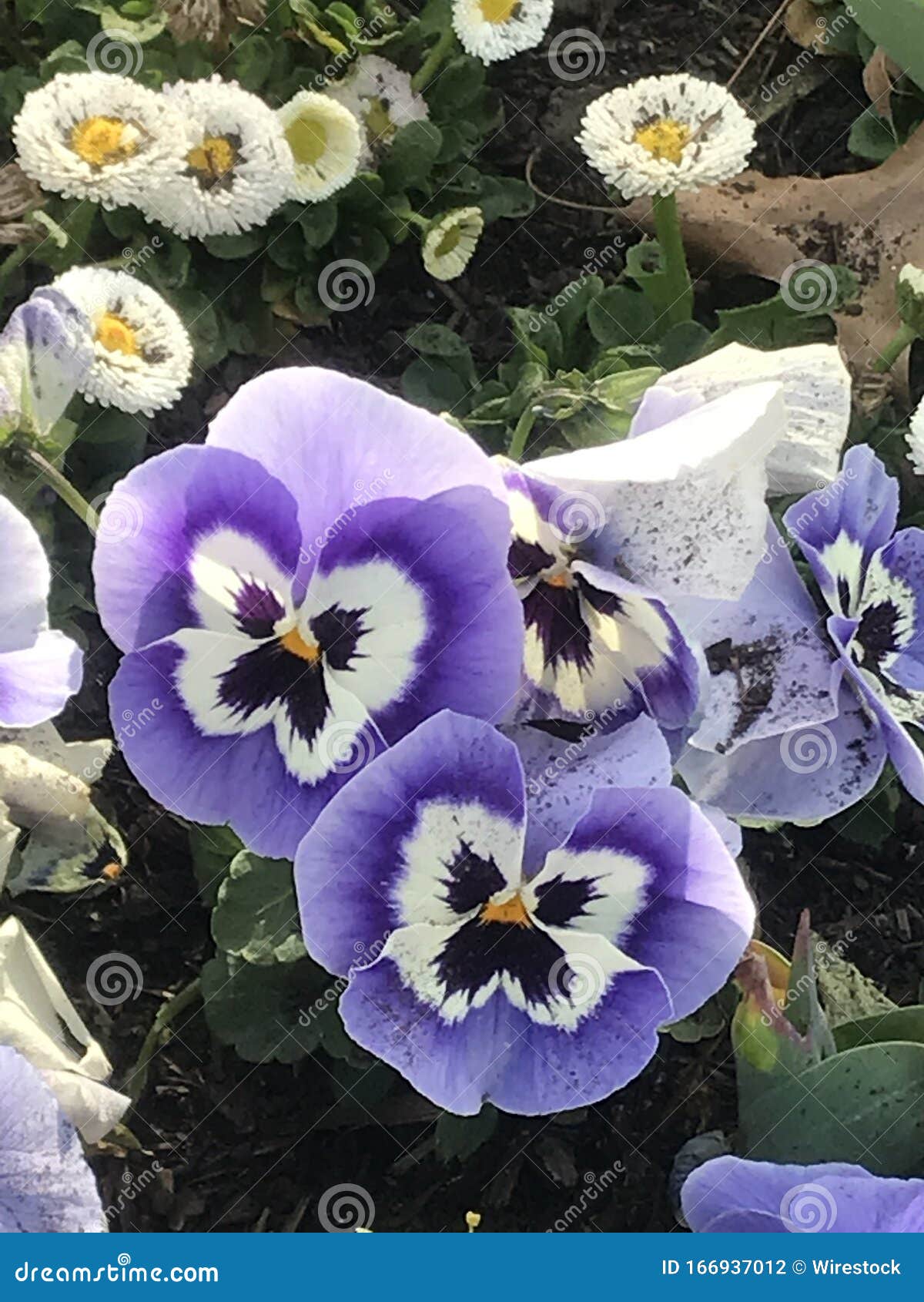 Fotografía De Un Jardín Morado Con Flores Blancas En El Fondo. Foto de  archivo - Imagen de color, flor: 166937012