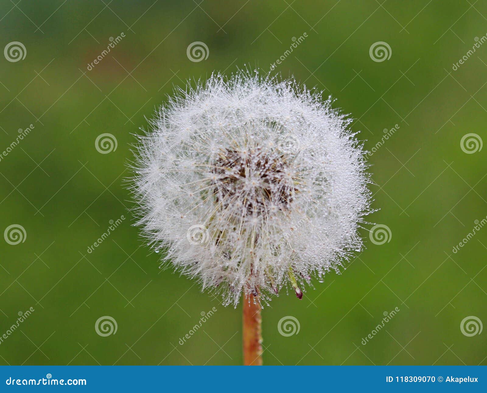 Fotografia Macro De Uma Bola Branca De Uma Flor Do Dente-de-leão Em Um  Fundo Verde Borrado Fauna Do Clima Temperado Plantas Verde Foto de Stock -  Imagem de fundo, flora: 118309070