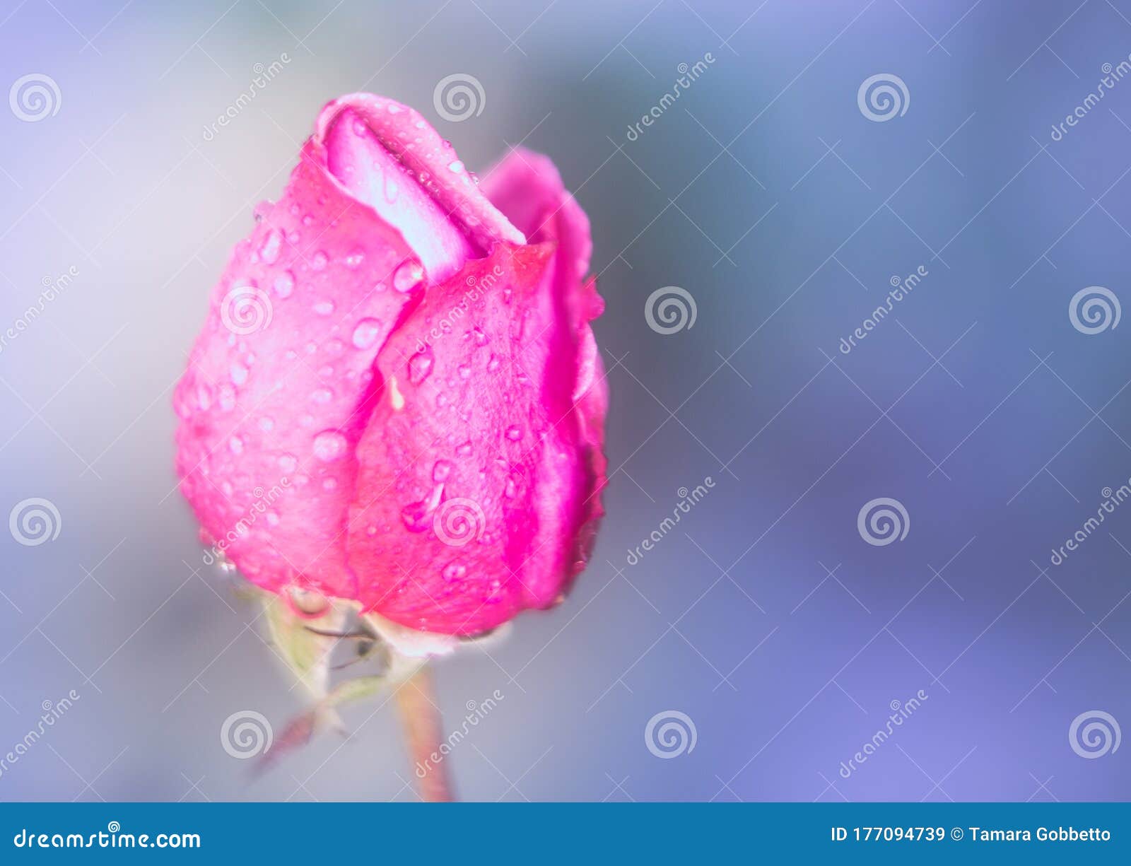 fotografia macro di un bocciolo di rosa