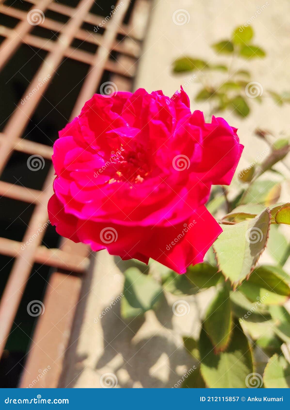 Fotografia Natural De Rosa Vermelha Imagem de Stock - Imagem de vermelho,  amarelo: 212115857