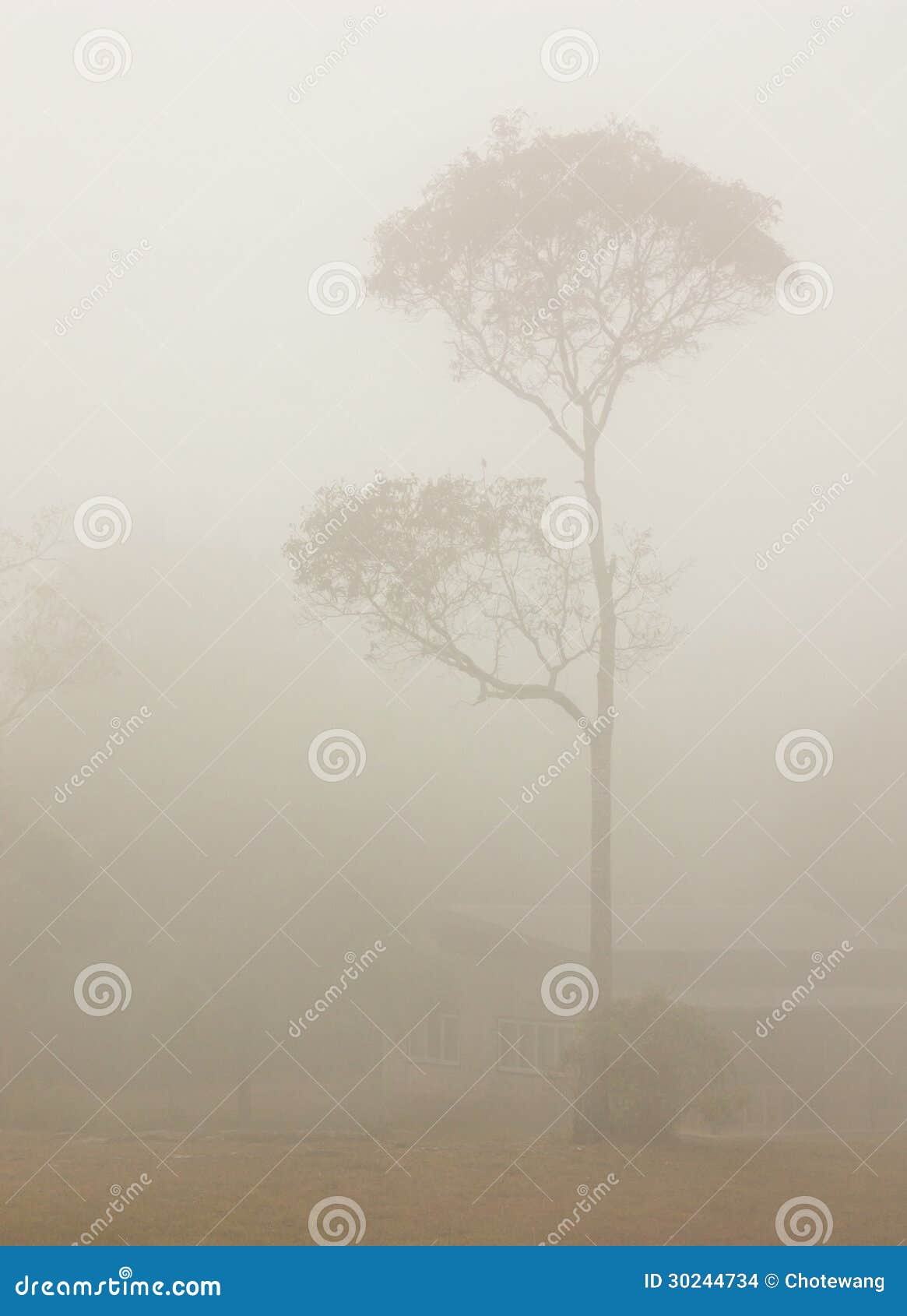 Schwere nebelhafte Landschaft. Fotografieren Sie auf einem Hochlandberg in Loey Provinz, Thailand.