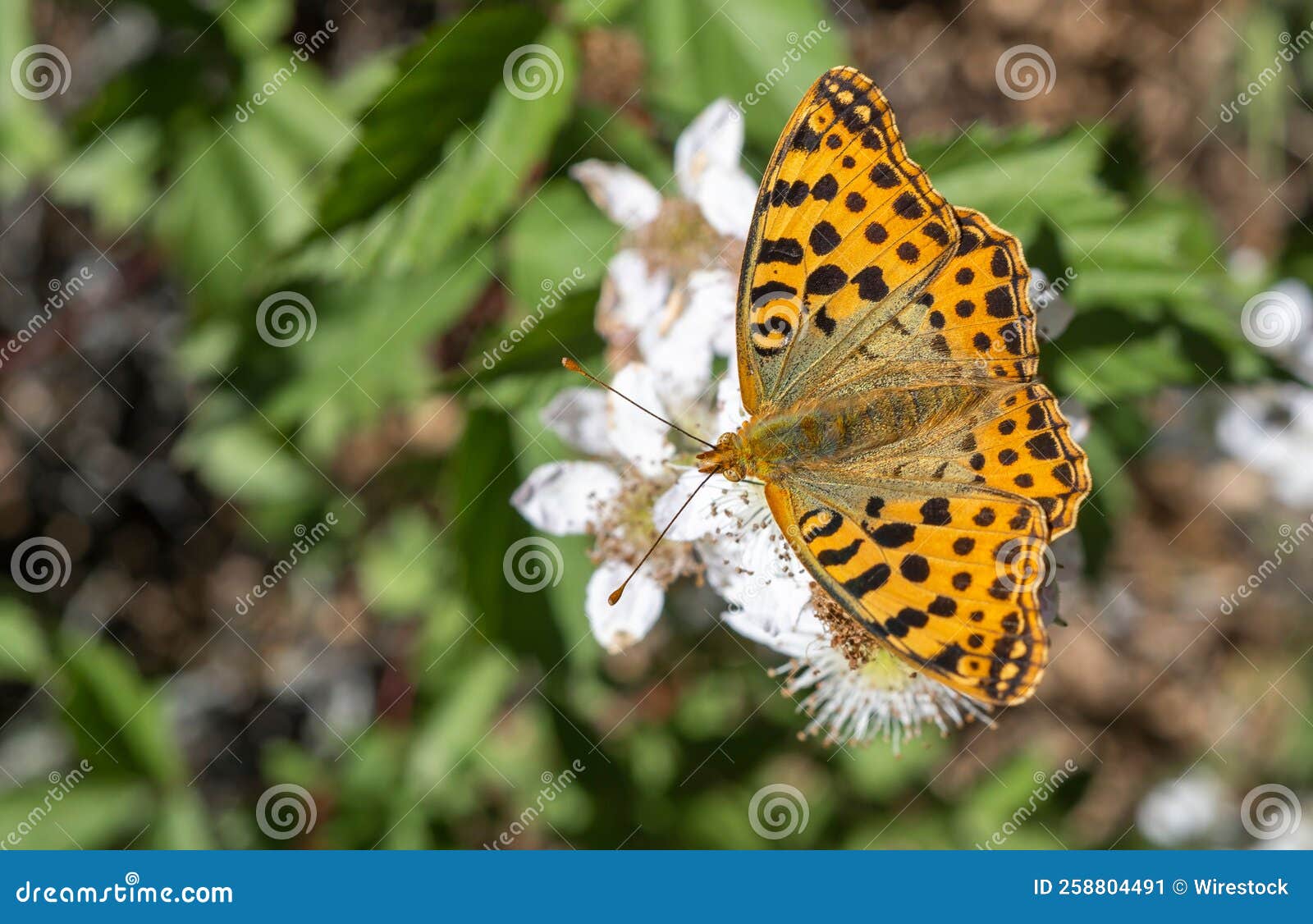 fotografÃÆÃÂ­a macro de una hermosa mariposa argynnis pandora duran