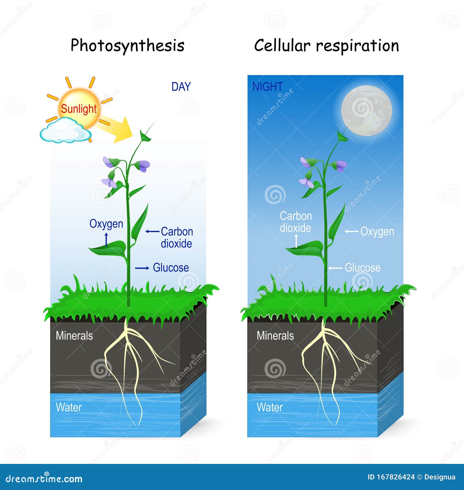Fotosíntesis Y Respiración Celular Ilustración del Vector - Ilustración de  planta, aerobio: 167826424