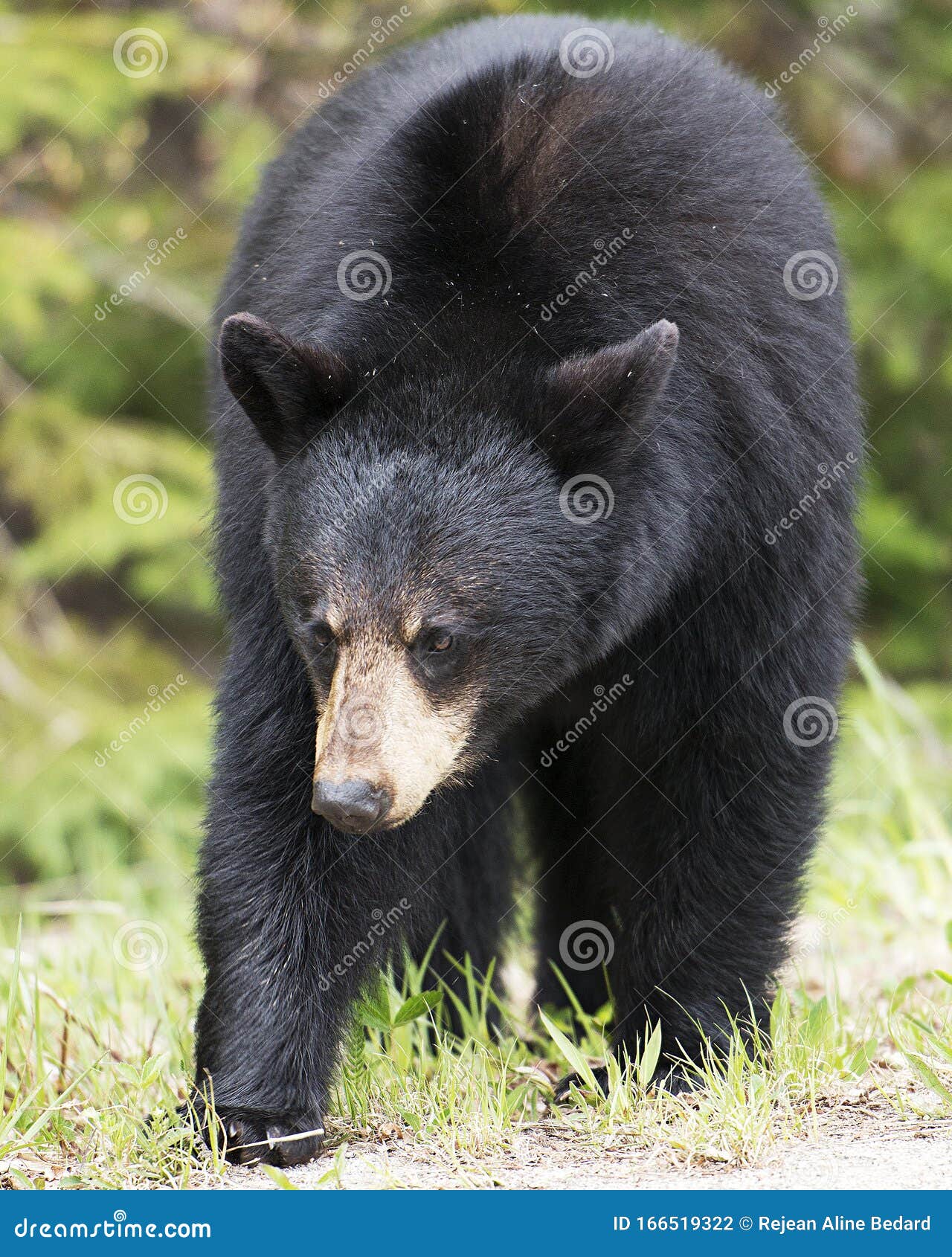 Fotos De Animales De Oso Negro. Animal De Oso En El Bosque Con Una Visión De Cerca Que Expone Su Cuerpo Foto de archivo - Imagen de belleza, arbusto: 166519322 Fotos De Animales De Oso Negro. Animal De Oso En El Bosque Con Una Visión De Cerca Que Expone Su Cuerpo Foto de archivo - Imagen de belleza, arbusto: 166519322
