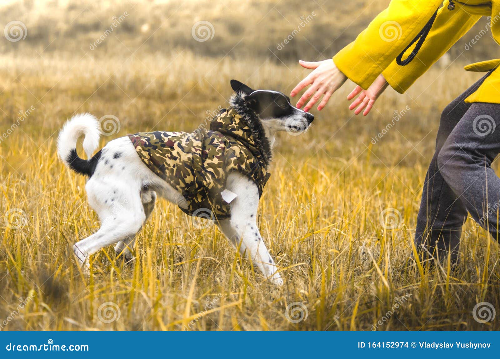 Cachorro e Bolo ⭐As Reações MAIS ENGRAÇADAS⭐ Animais engraçados