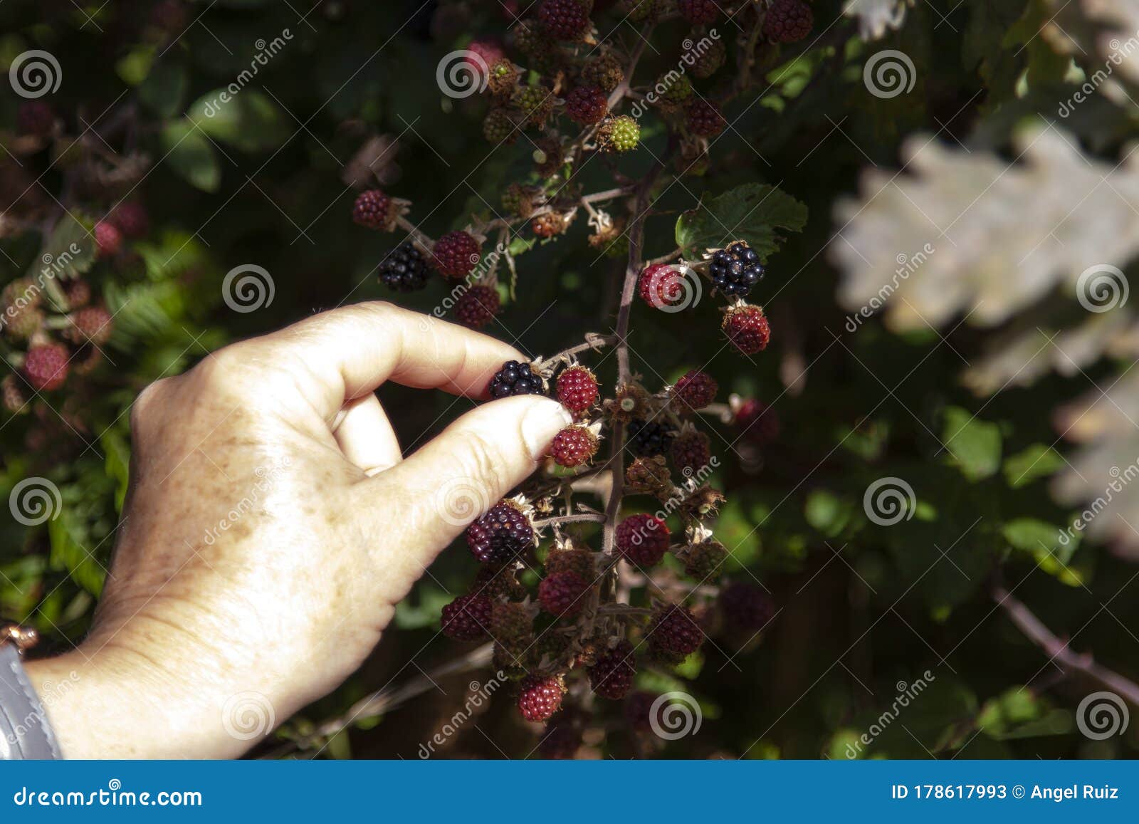 woman`s hand picking wild blackberries.