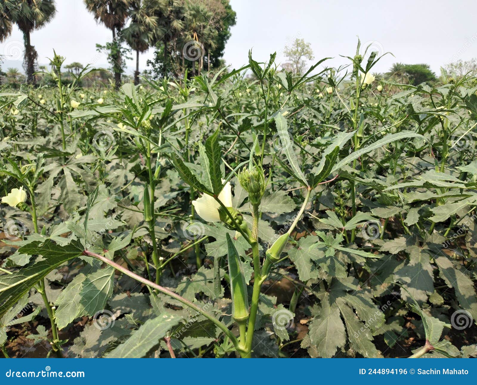 Fotosearch Okra Plant with Fruit Stock Image Stock Photo Image of