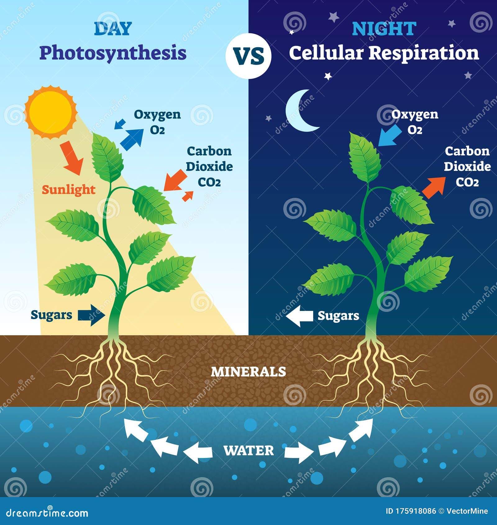 fotossintese e respirao celular
