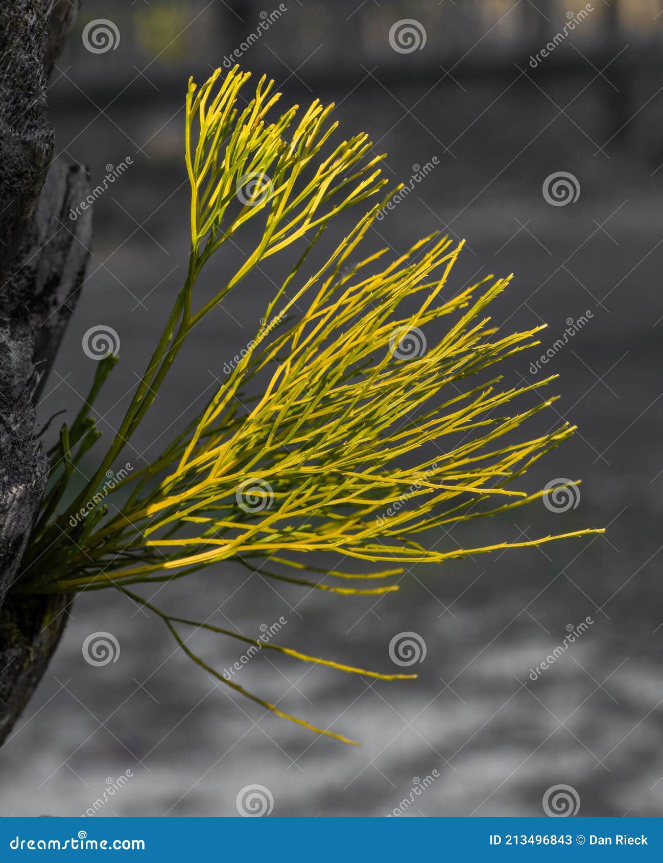 Fougère Psilotum Nudum Pousse à Partir De Palmier. Image stock - Image du  fermer, centrale: 213496843