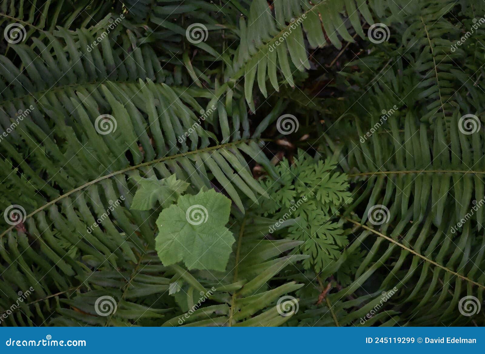 western sword fern polystichum munitum, 1.