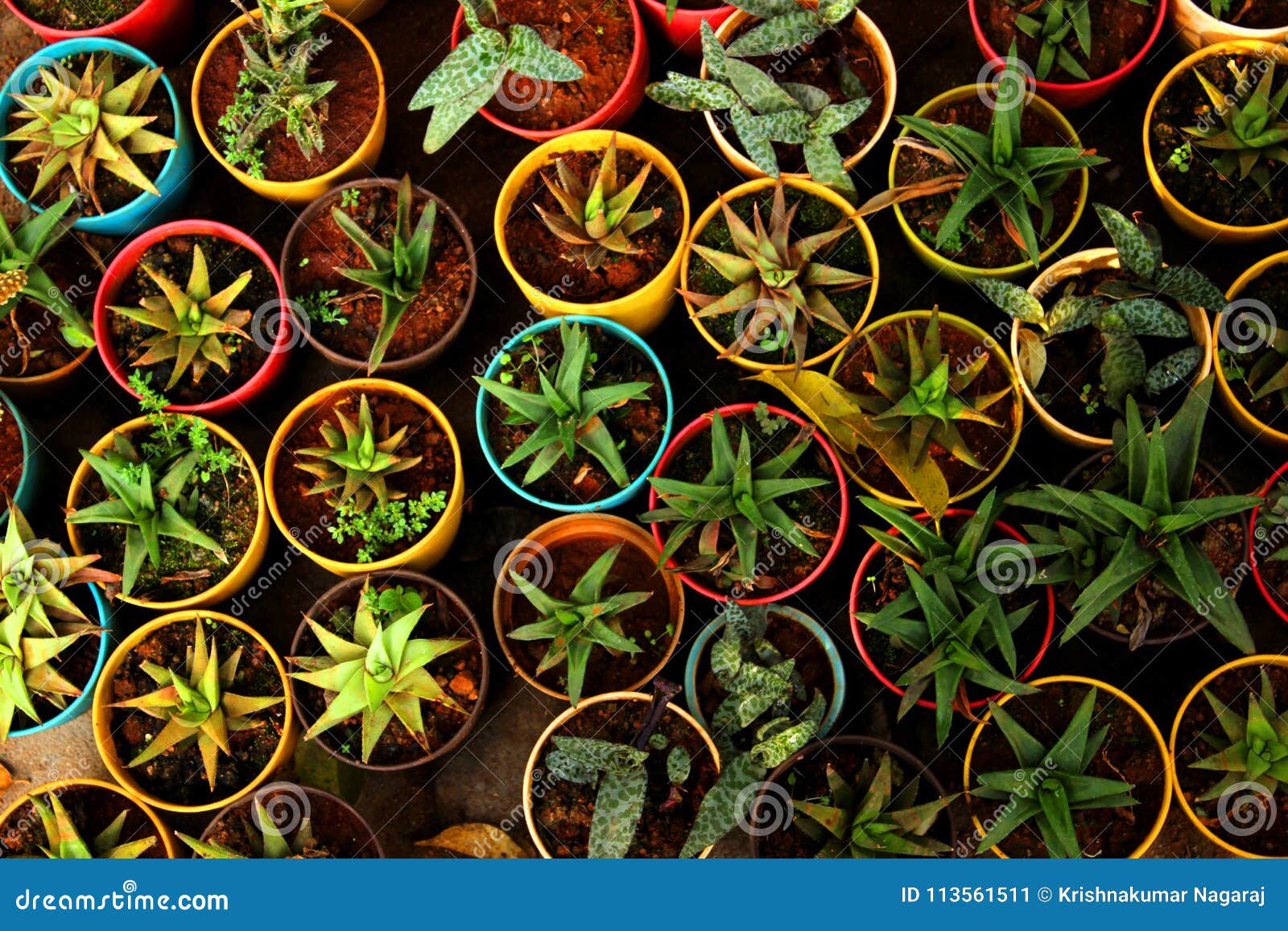 types of aloe vera plant for sale in nursery shop