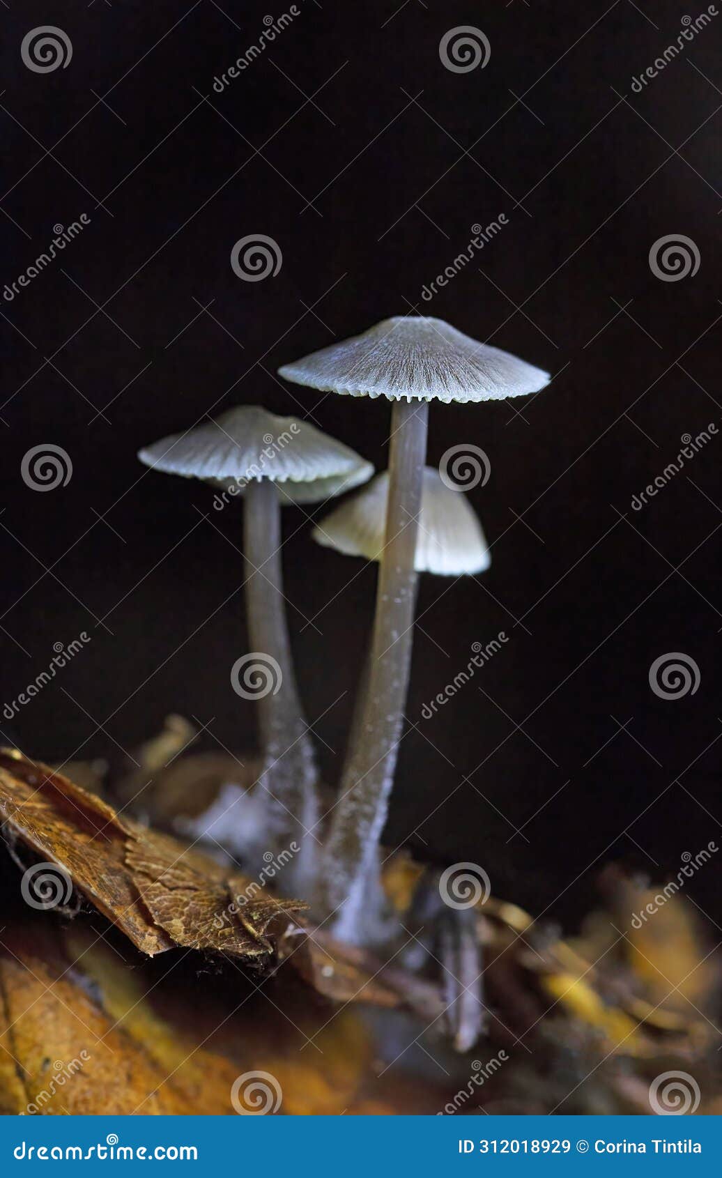mycena cinerella, commonly known as the mealy bonnet, is an inedible species of mushroom in the family mycenaceae
