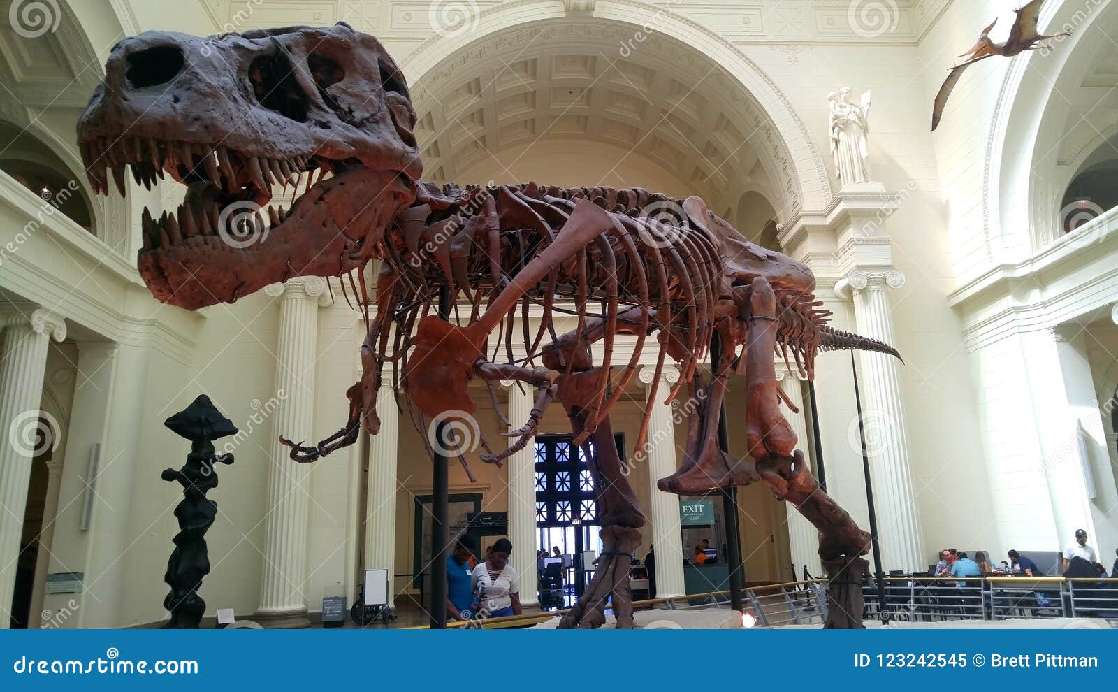 TRex at the Chicago Natural History Museum Editorial Image Image of