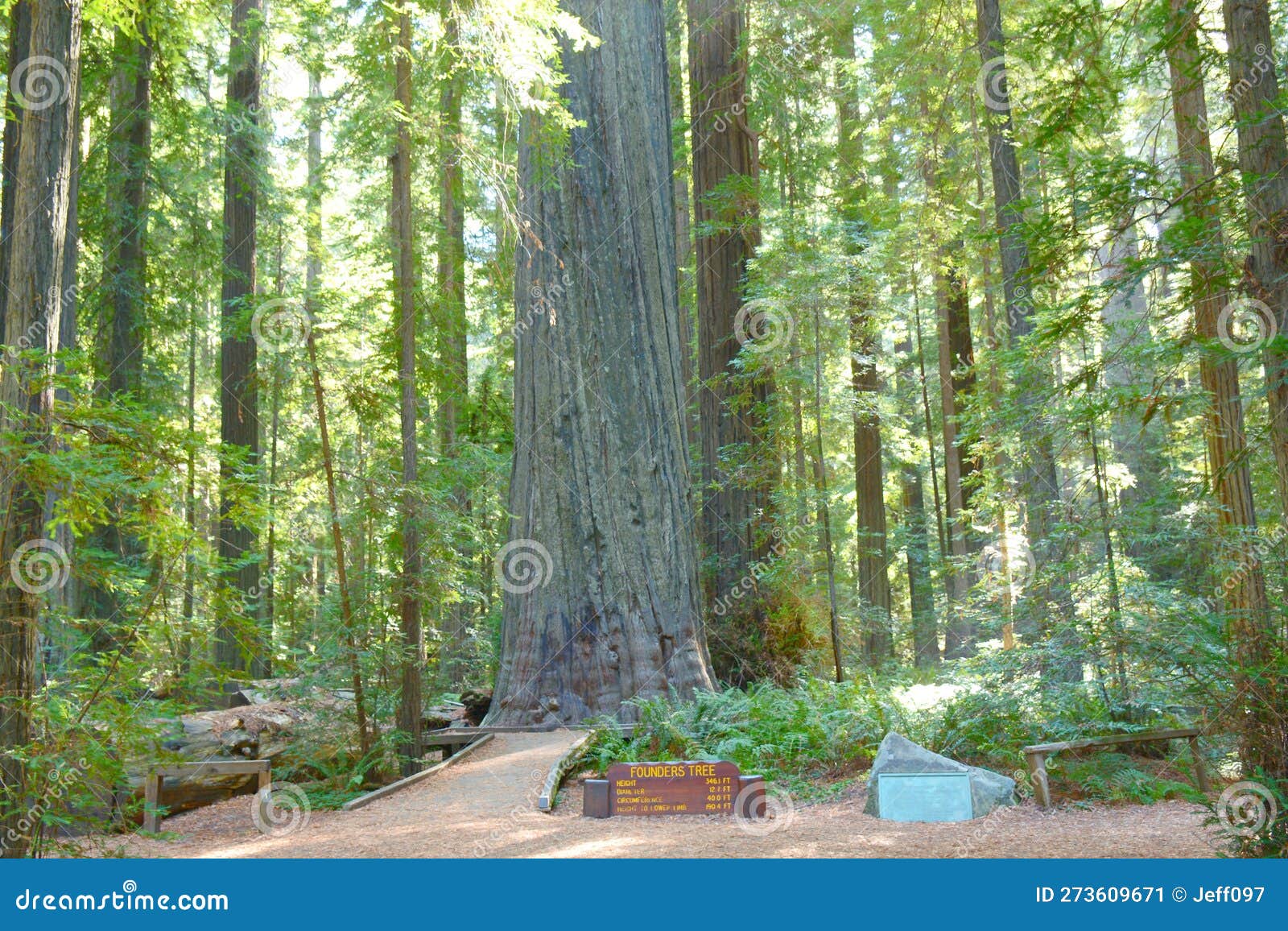 Founders Grove Humboldt Redwoods State Park Stock Image Image of