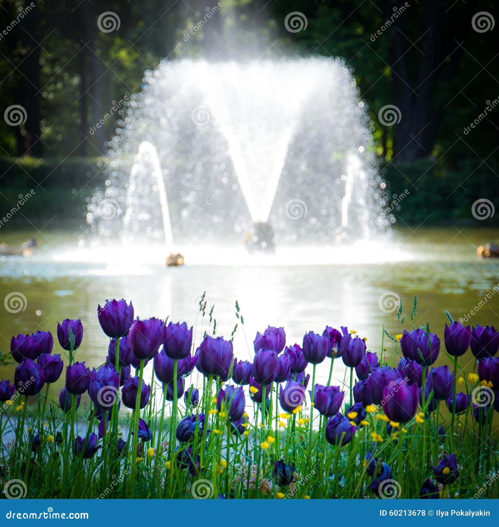 Fountain with flowers stock photo. Image of contrast 60213678