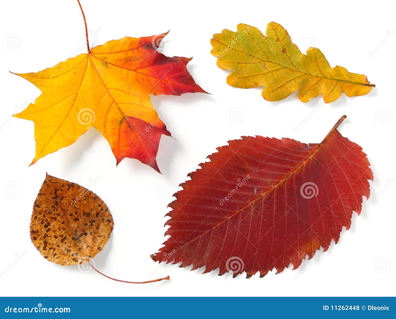Four autumnal leaves stock photo. Image of october, awesome - 11262448