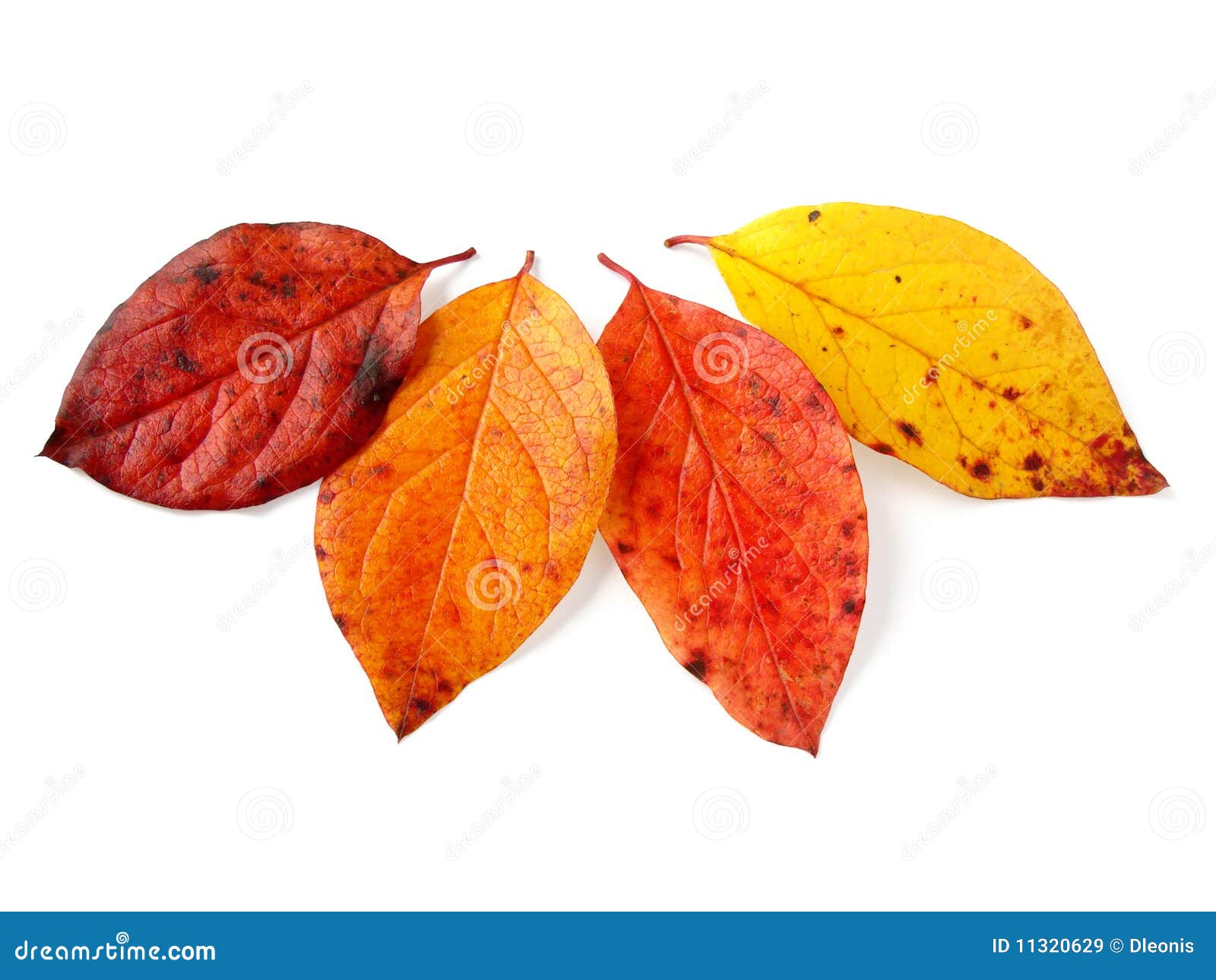 Four autumnal leaves stock image. Image of dead, brown - 11320629