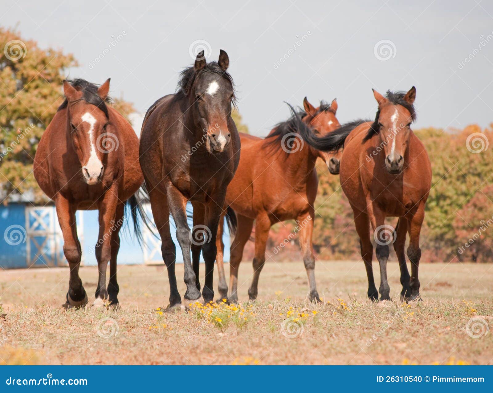 Four Bay Horses Walking Towards the Viewer Stock Photo Image of horse