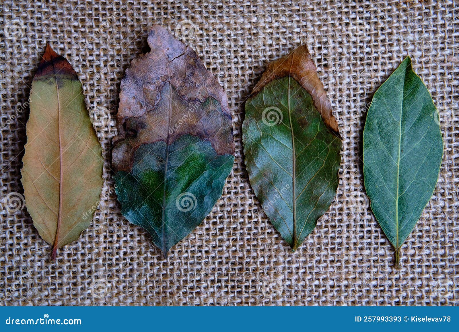 Four Bay Leaves on a Background of Burlap Fabric. Different Degrees of