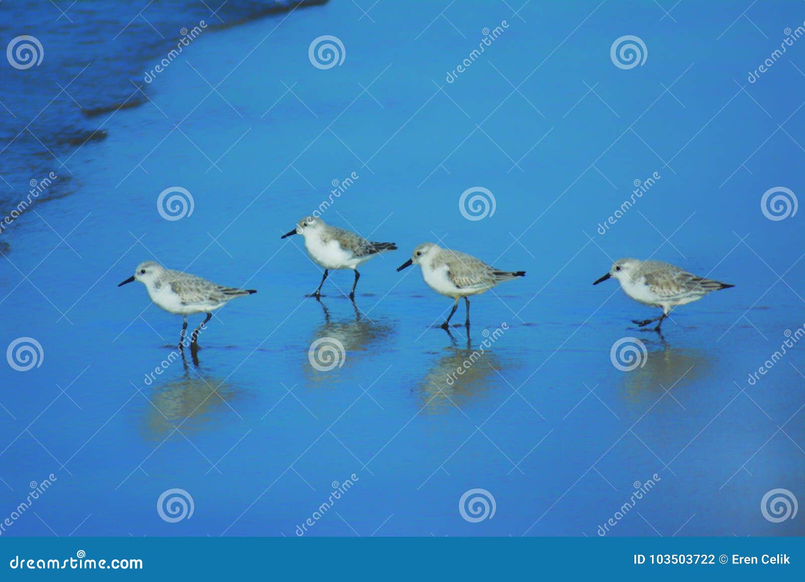 Four Birds Walk on the Beach Stock Photo Image of blue, nature 103503722
