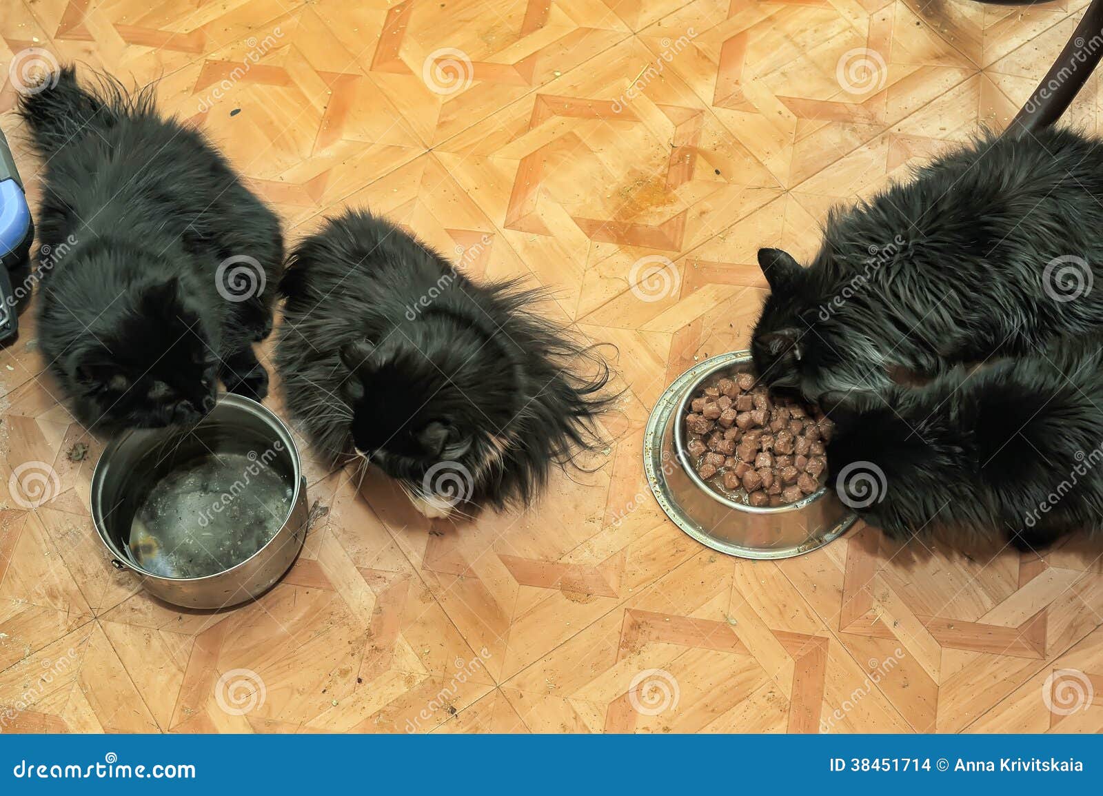 Four black cats eat stock photo. Image of cuddle, animal 38451714