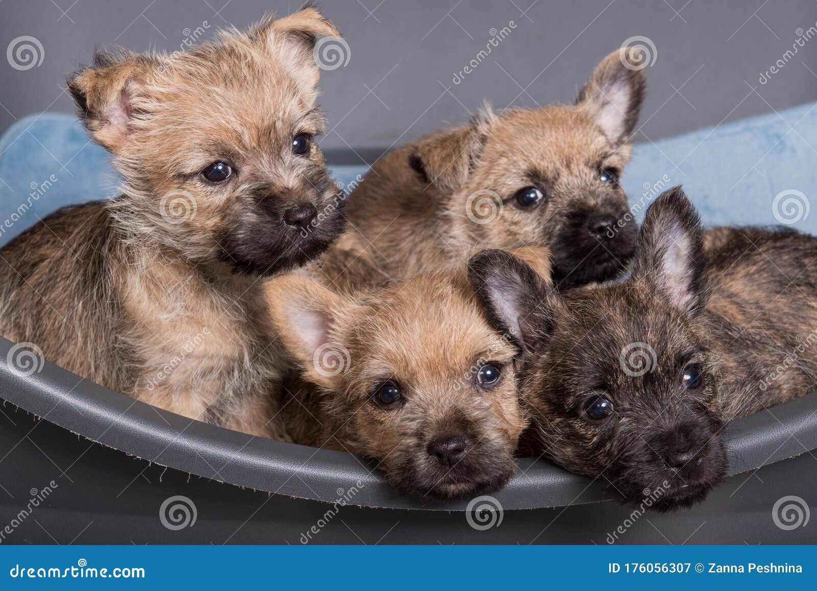 wheaten brindle cairn terrier