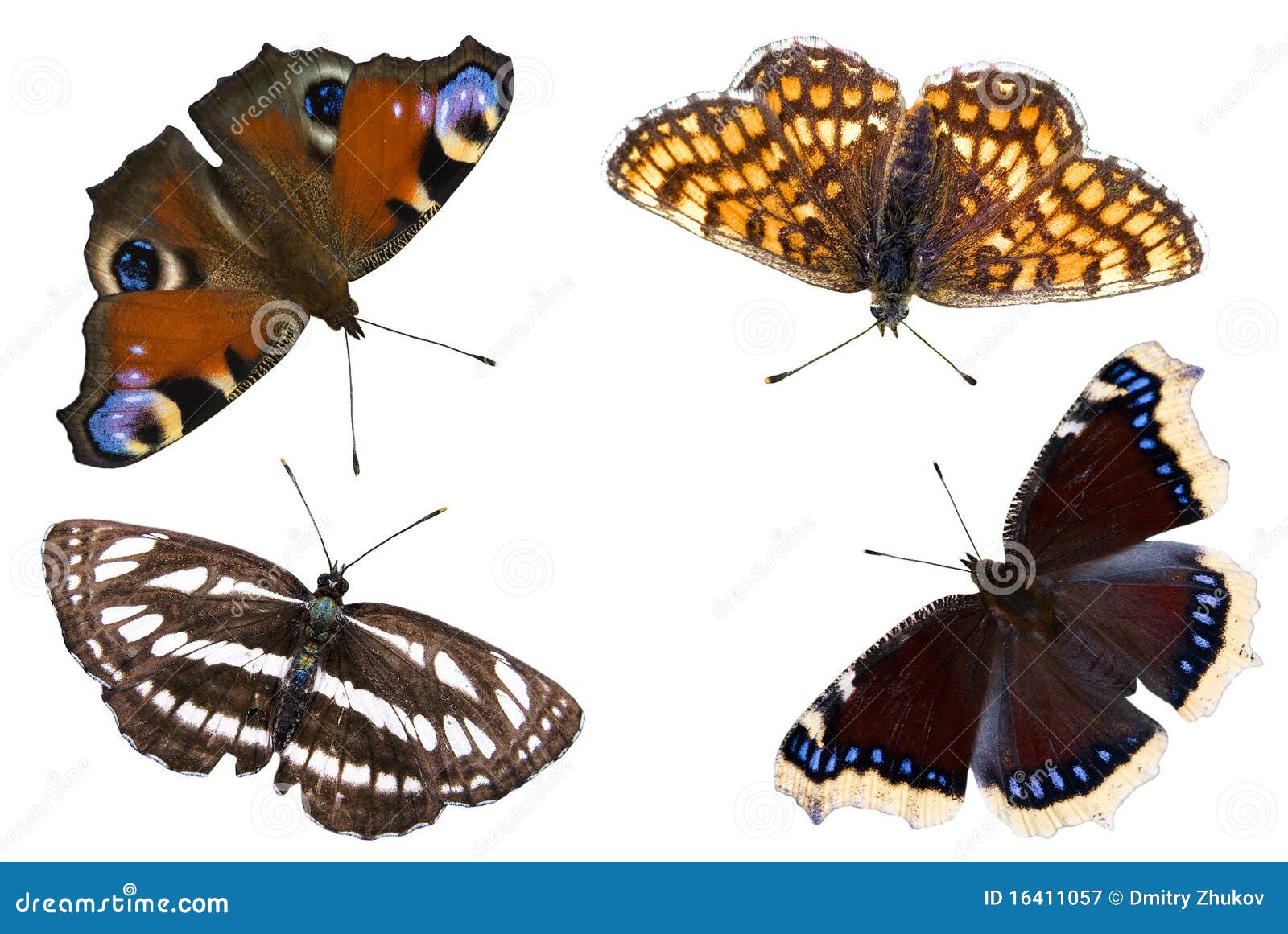 The four butterflies stock image. Image of animal, isolated - 16411057