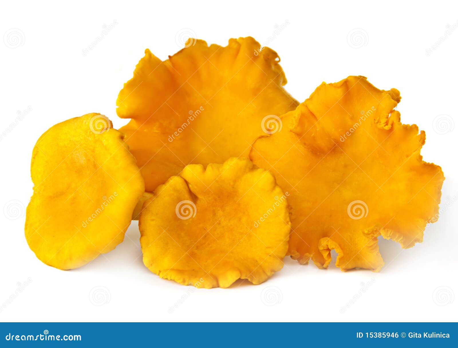 Four chanterelles. stock photo. Image of edible, healthy 15385946