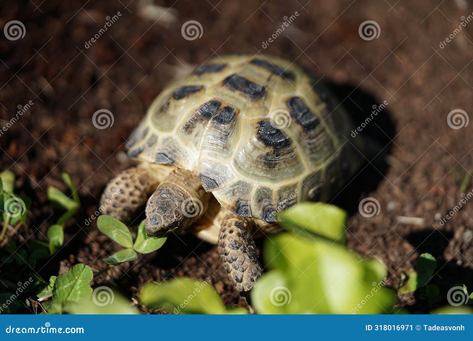 four-clawed tortoise in tortoise enclosure