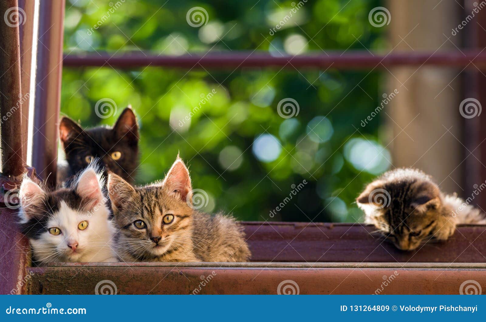 four colorful kittens on a natural background. summer shot