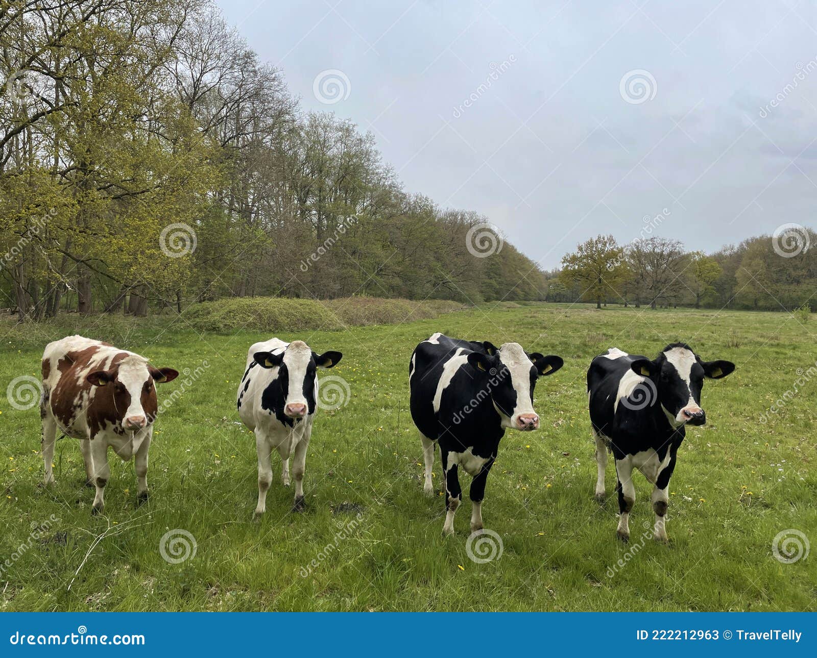Four Cows Laying On Meadow In Grengiols, Switzerland. Famous Brown