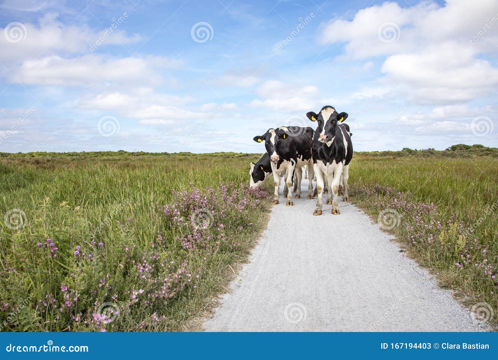four cows stroll along a path with purple flowers on either side on a summer day on the island of schiermonnikoog
