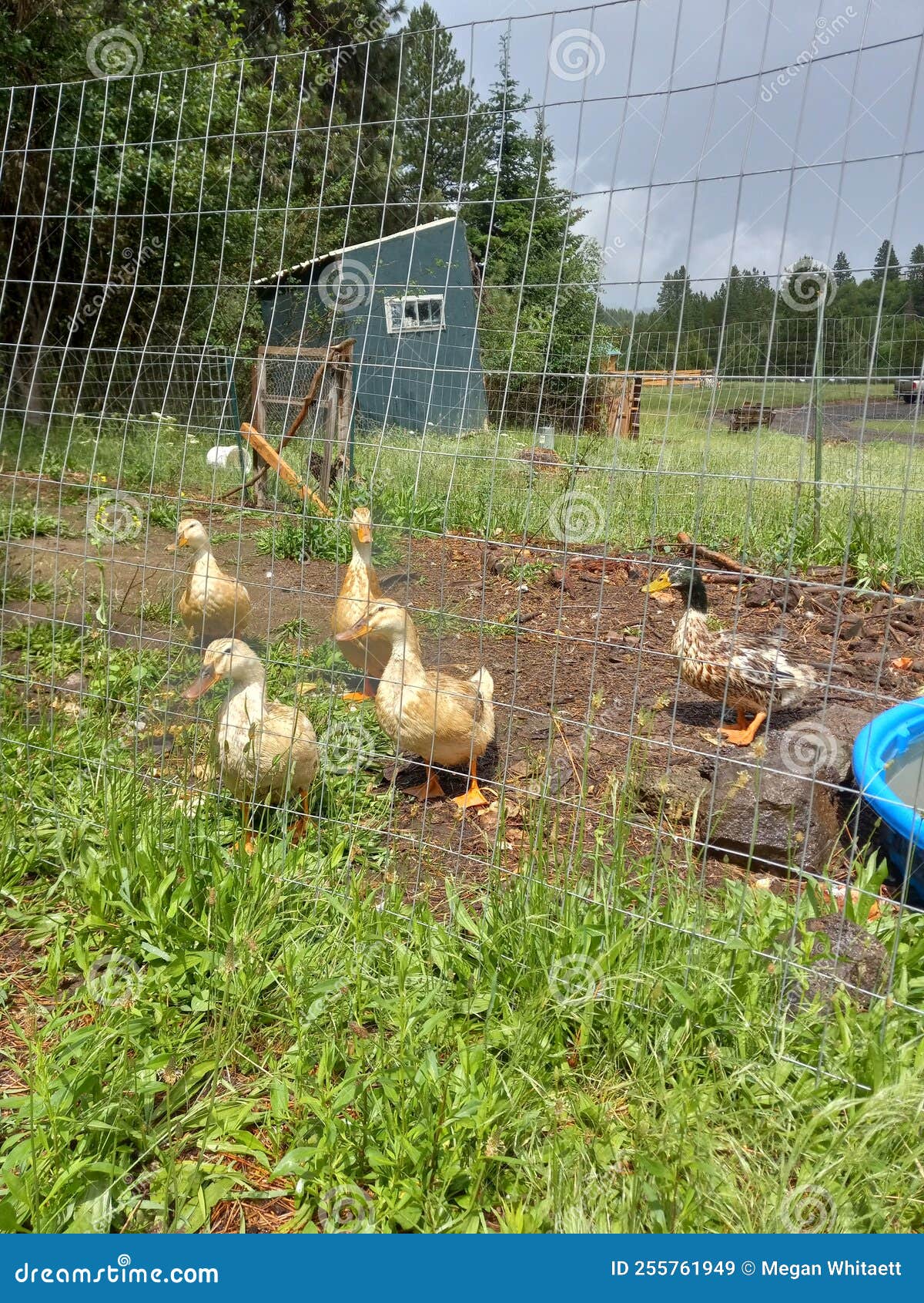 Four Ducks and a Drake through a Wire Fence Stock Image Image of four