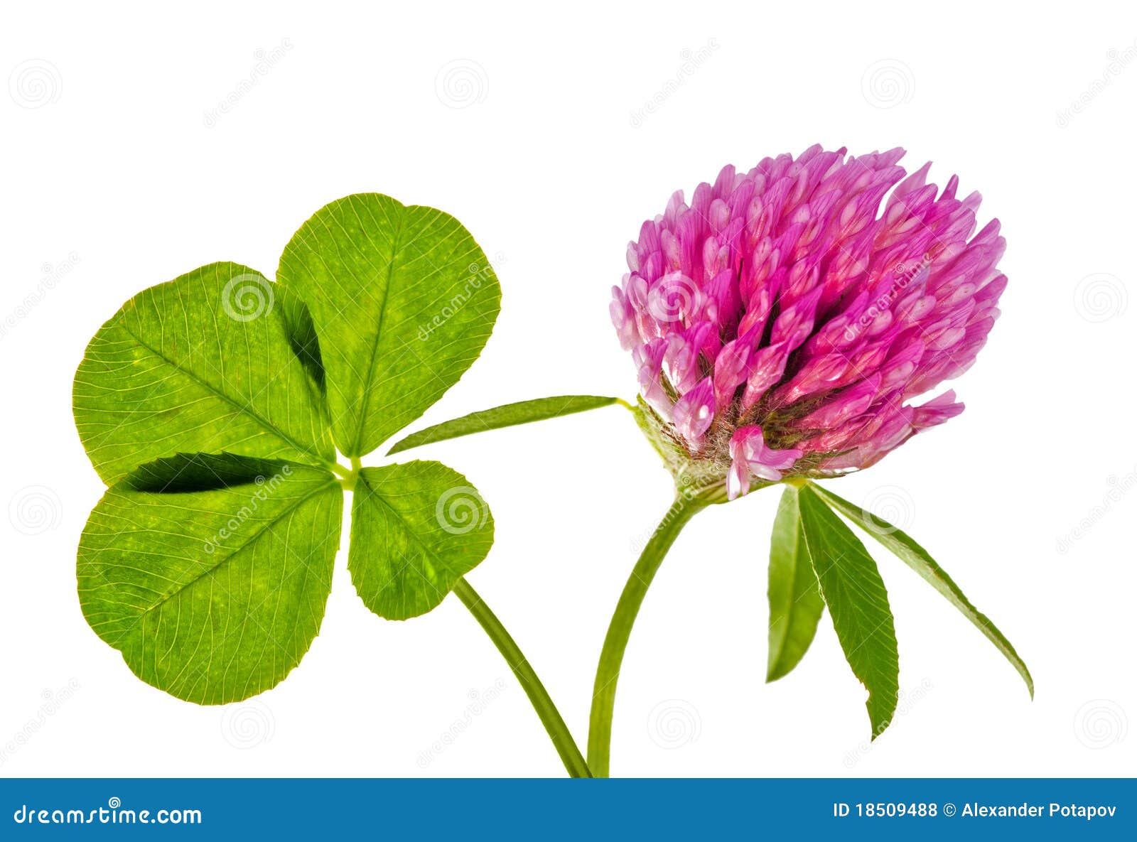 Four Element Clover Leaf And Pink Flower Stock Photo Image Of Fortune Macro Four Element Clover Leaf And Pink Flower Stock Photo Image Of Fortune Macro