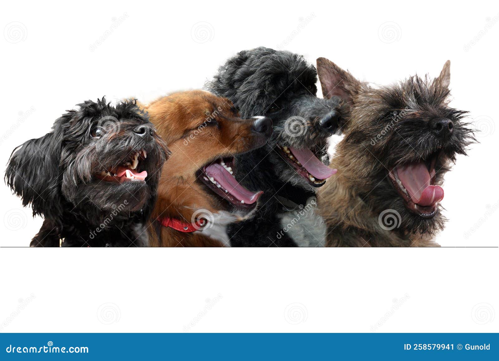 Four Enthusiastically Loud Singing Dogs Stock Image Image of dogs