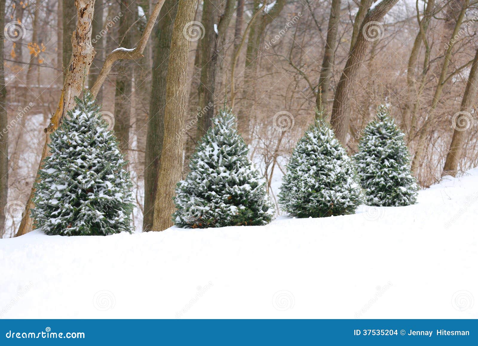 four evergreen trees