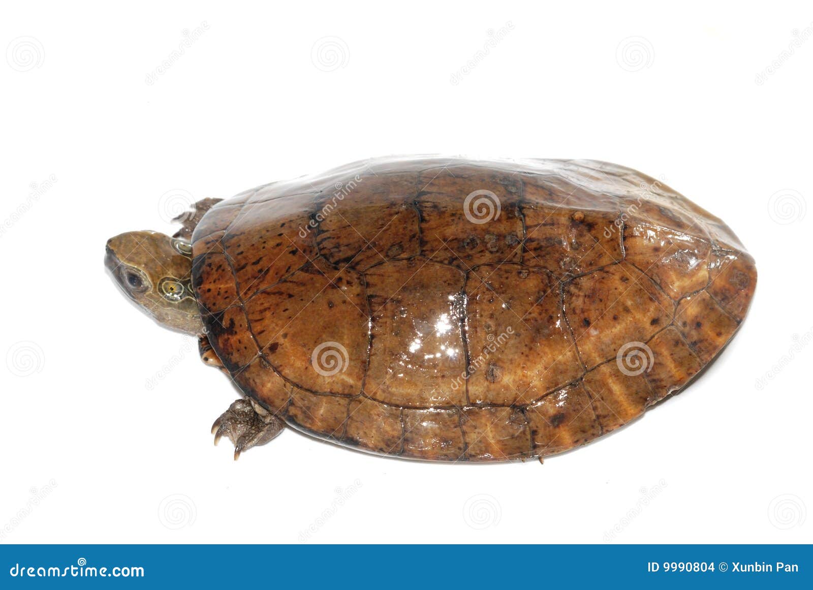 Four eye-spotted turtle stock photo. Image of lively, fungus - 9990804