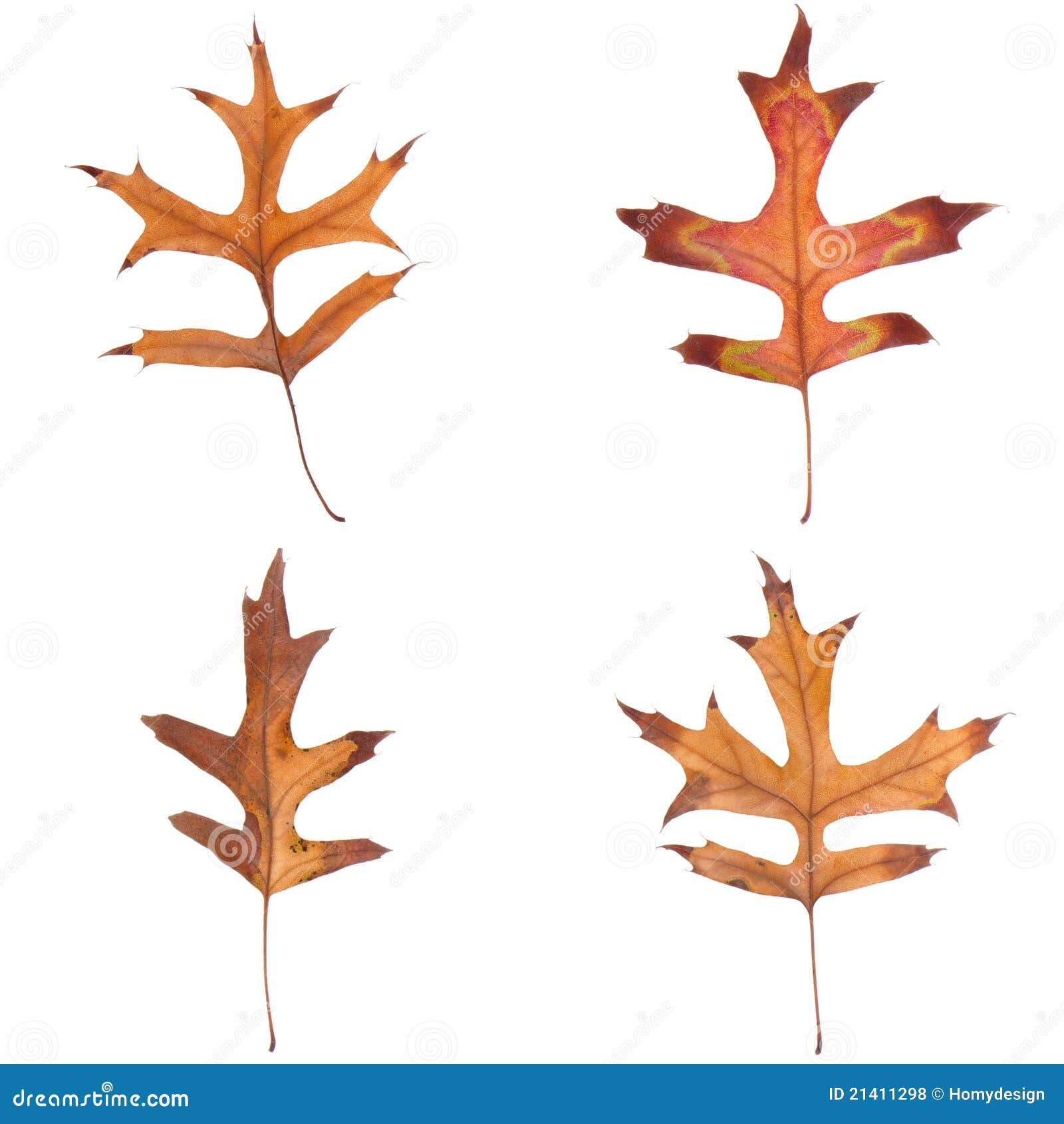 Four fall leaves stock photo. Image of isolated, four - 21411298