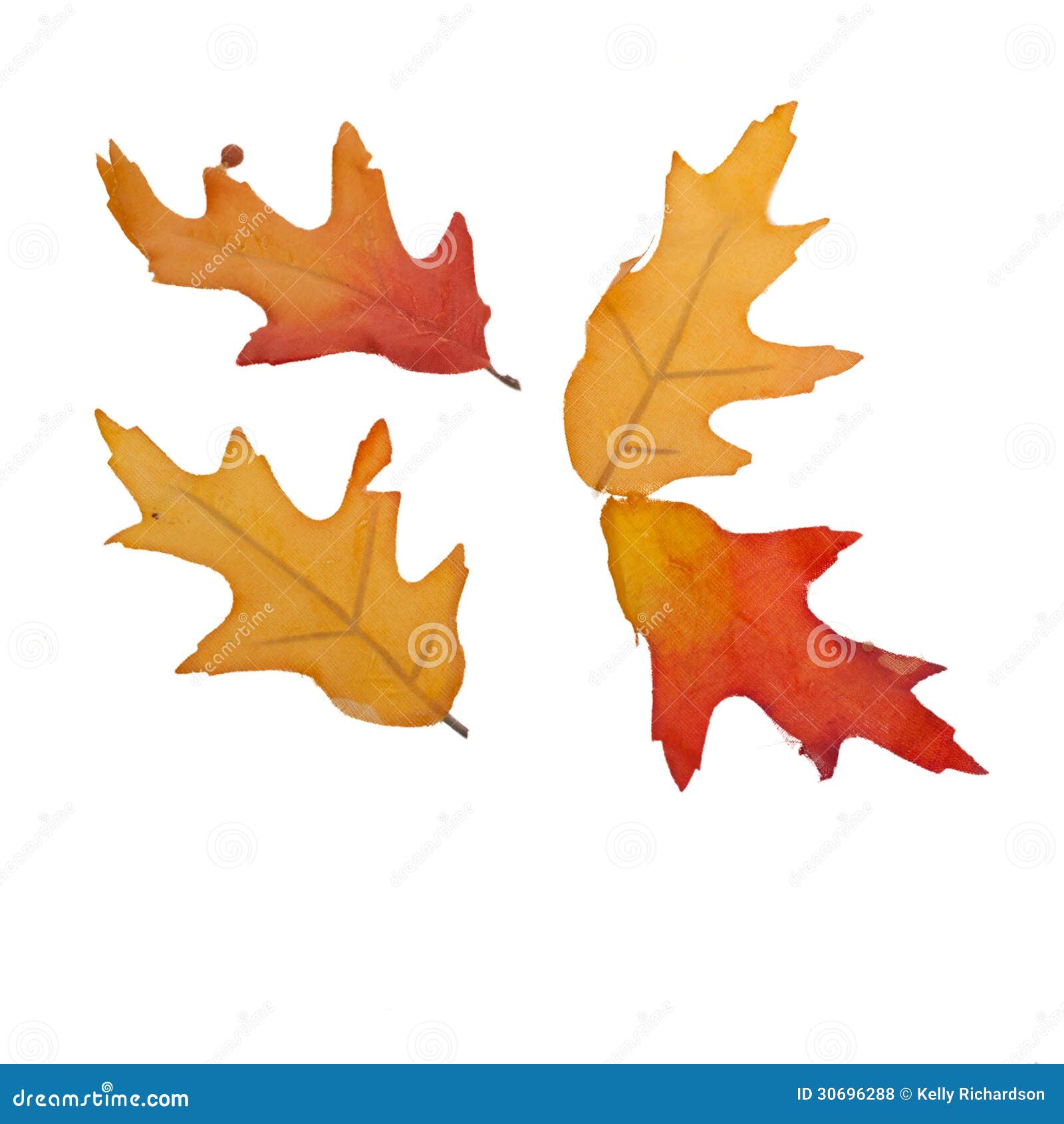 Four Fall Leaves Isolated stock photo. Image of leaf - 30696288