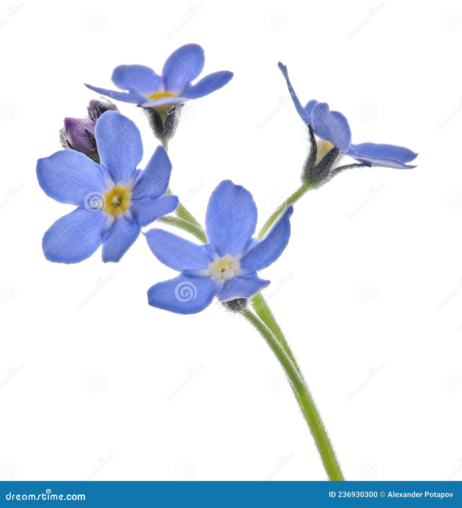 Four Fine Blue Forget-me-not Blooms on Stem Stock Photo - Image of stem ...