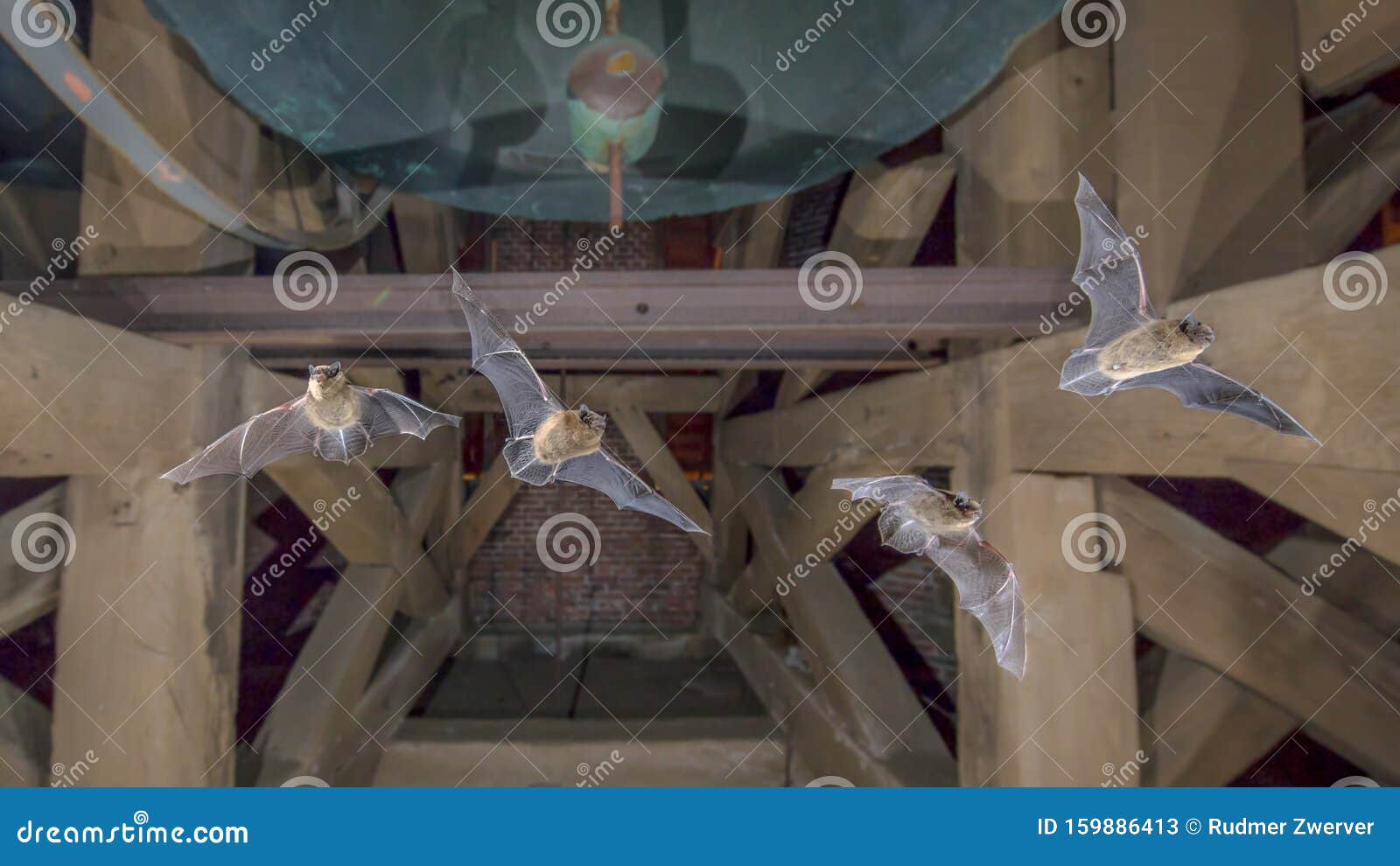 four flying pipistrelle bats in church tower