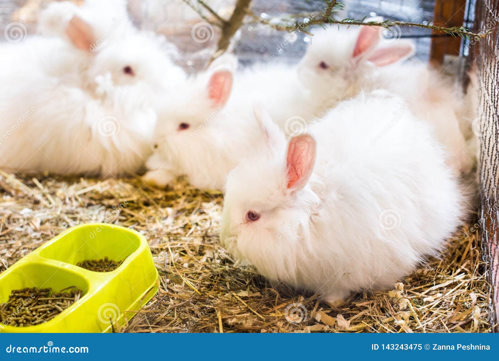 angora rabbit bedding