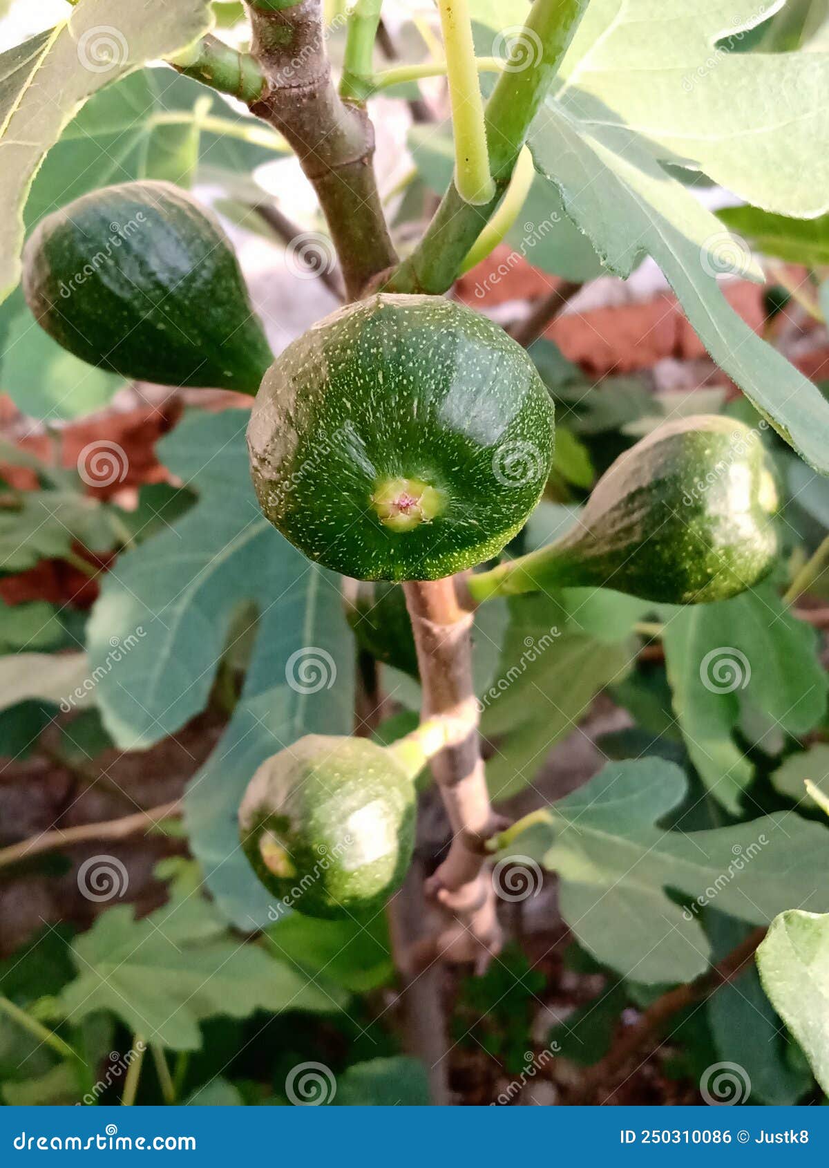 Four Green Figs Growing on a Fig Tree Stock Photo Image of growing