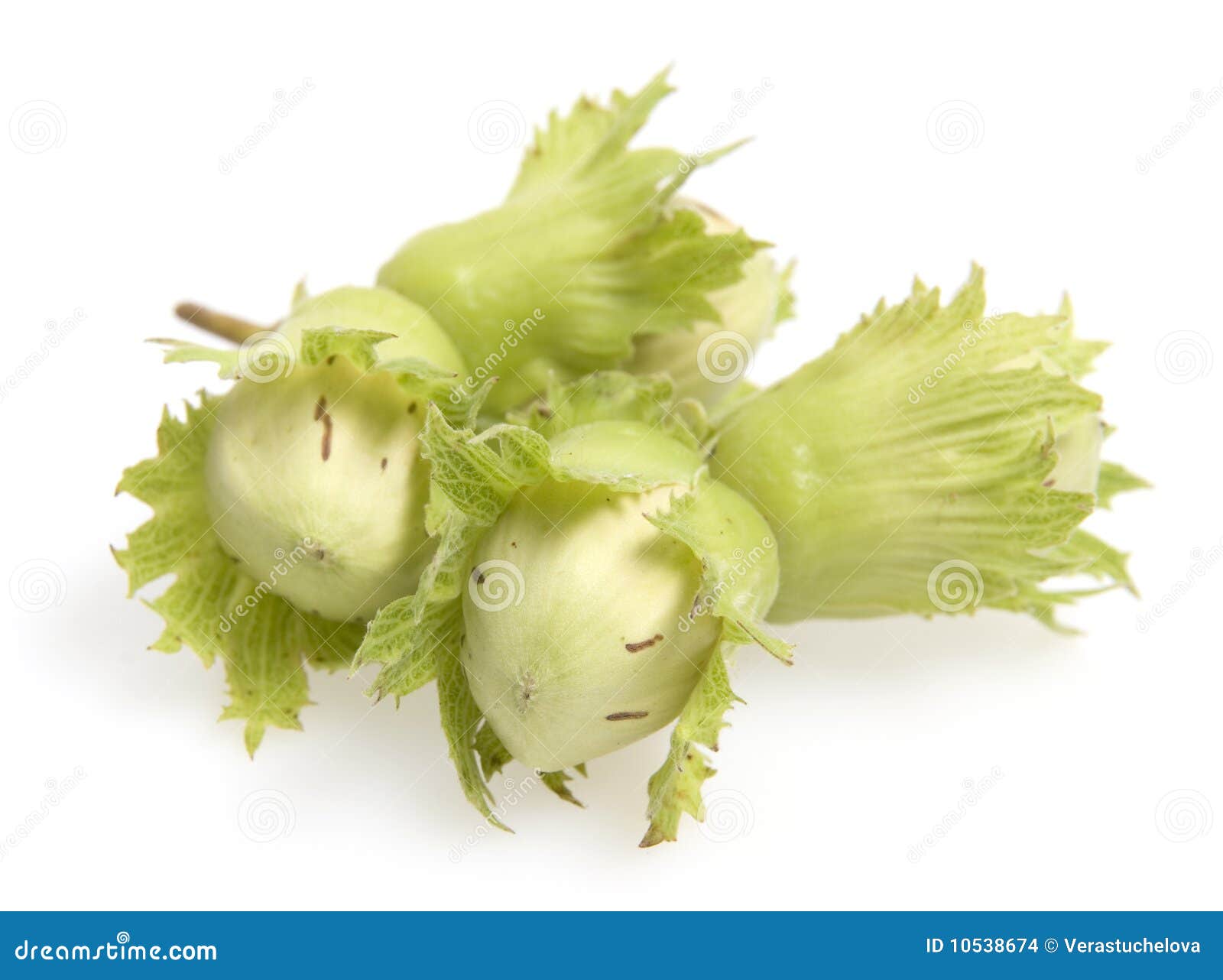Four green nuts isolated stock photo. Image of leaf, nature 10538674