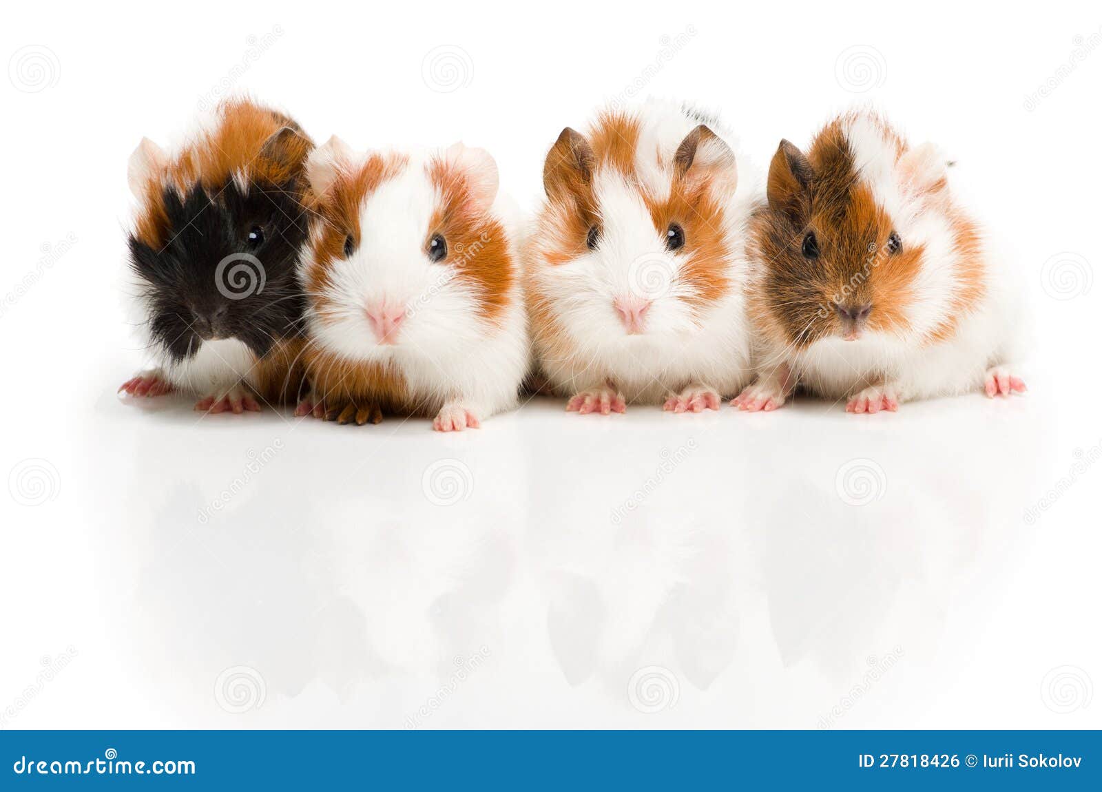 Four Guinea Pigs Together in Row Stock Photo Image of hairy, animal 27818426