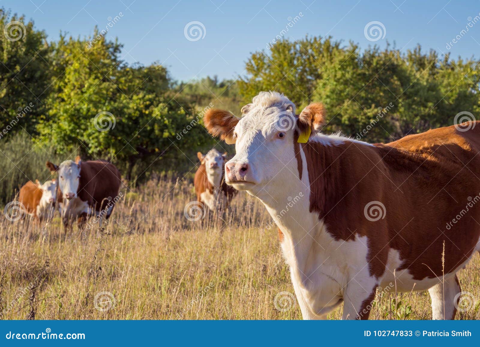 Hereford Cows stock image. Image of field, grazing, beef 102747833