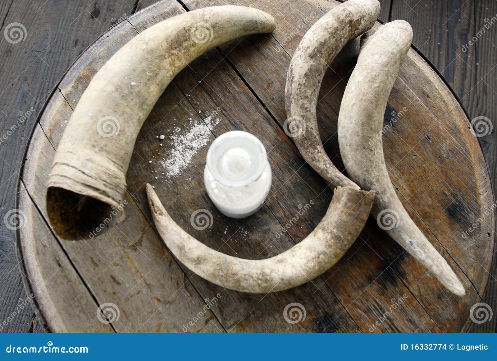 Four horns stock photo. Image of bull, grass, horns, decay 16332774