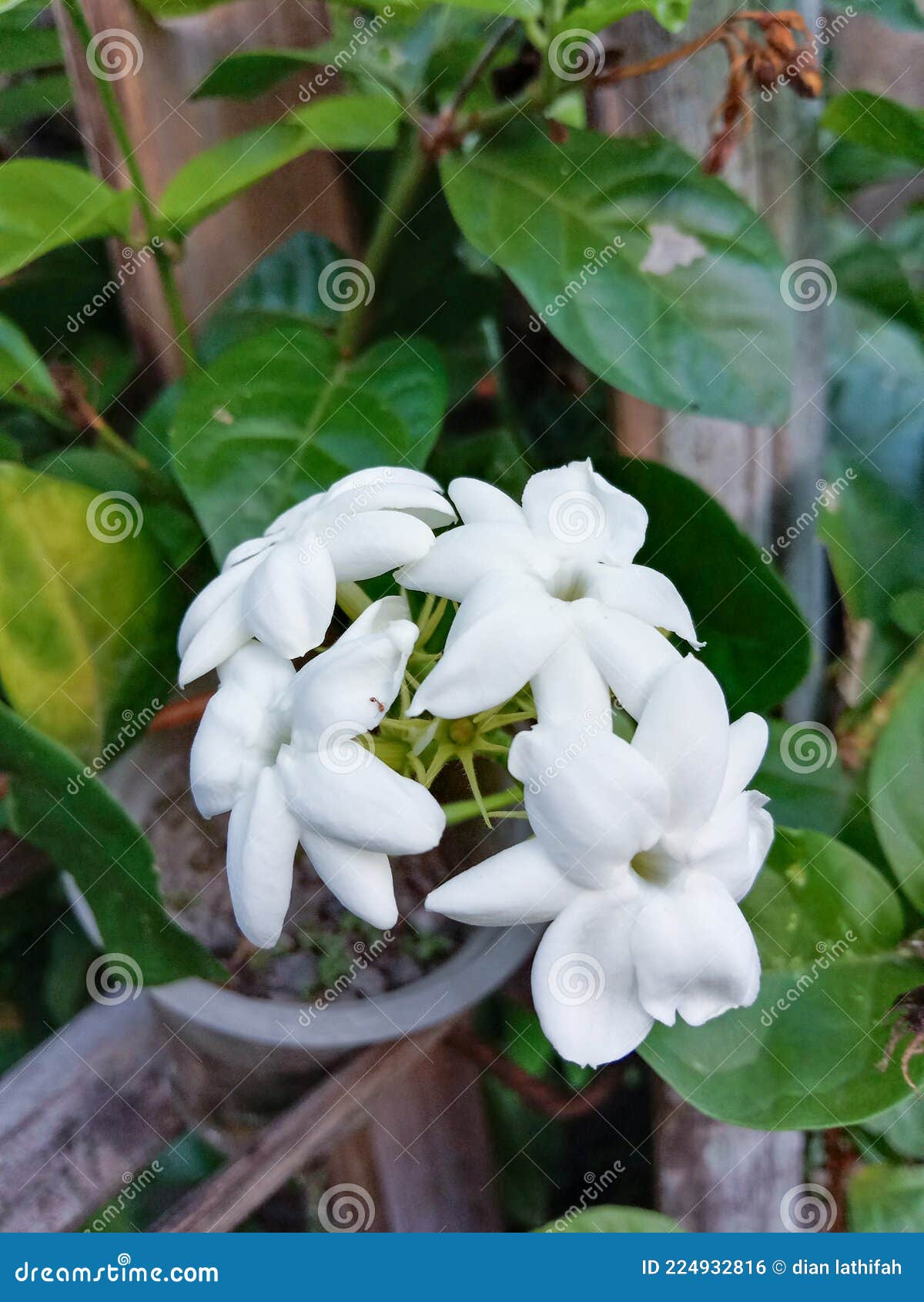 Four Jasmine Flower on Tree Stock Photo Image of produce, four 224932816